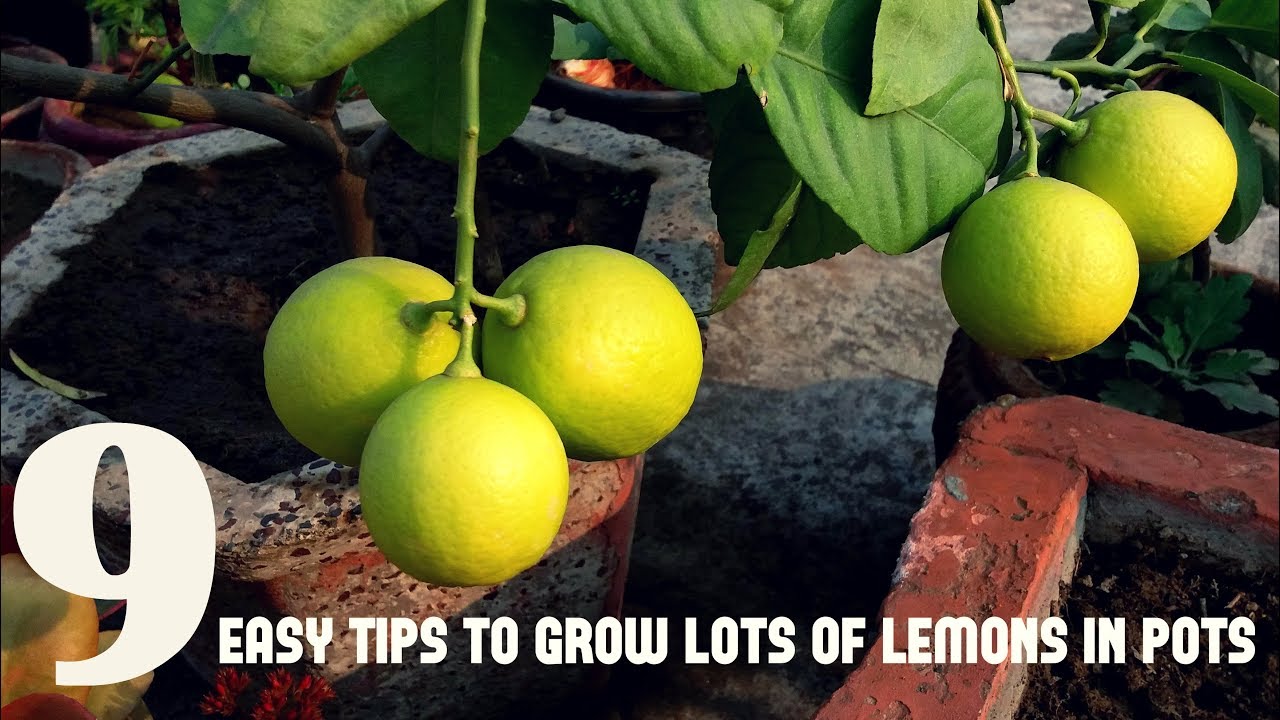 Lemon Growth Chart
