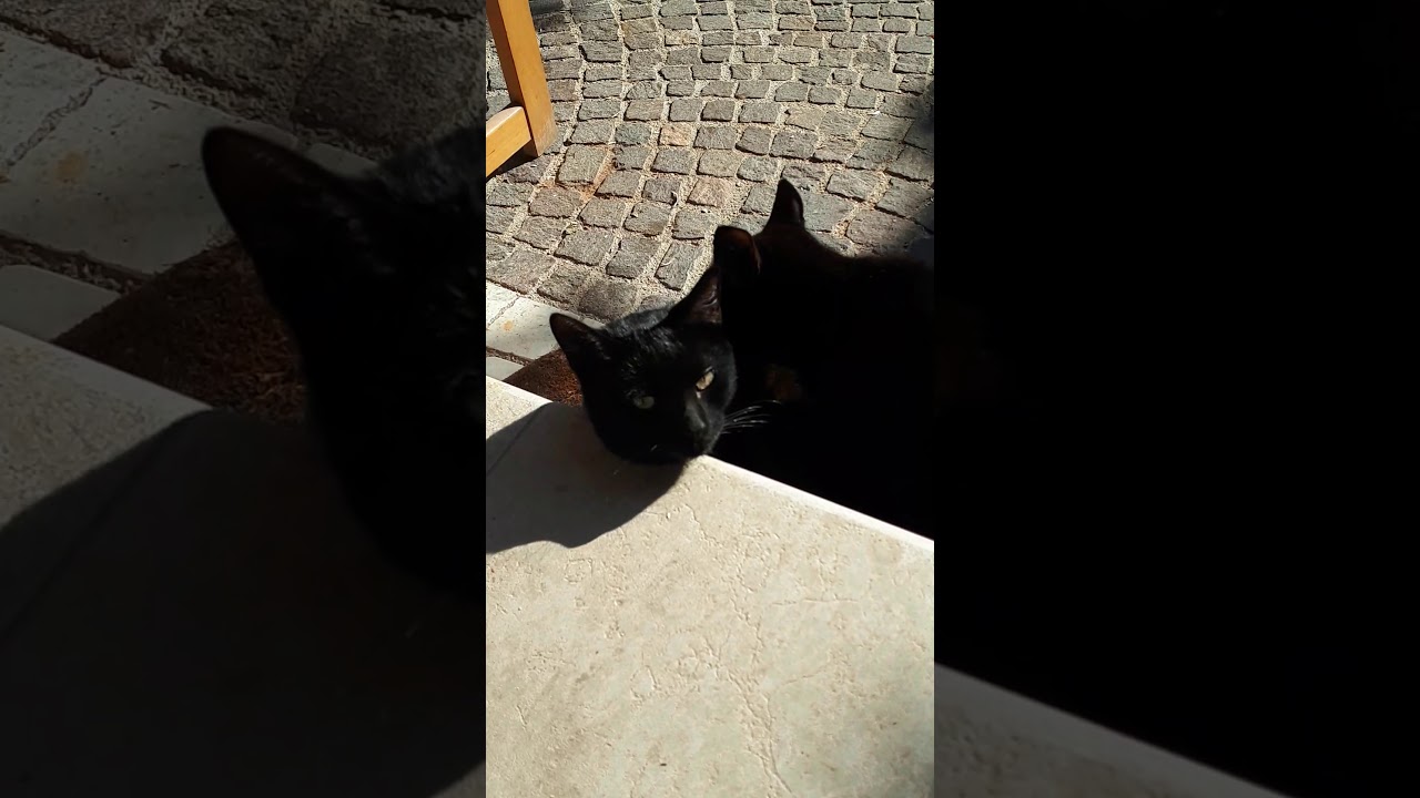 Leccata di  gatto Cat  licking  YouTube