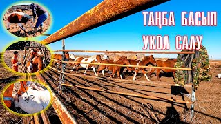 Жылқыларға ішкі құртқа укол салдық, жабағы және тайға таңба бастық, басбақтарғада таңба басылды.