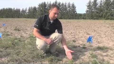 Soybean School: Controlling Glyphosate Resistant Giant Ragweed in Soybeans