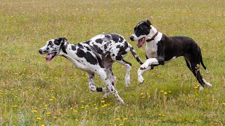 The History and Origin of the Great Dane Breed by Great Dane USA 94 views 2 weeks ago 4 minutes, 8 seconds