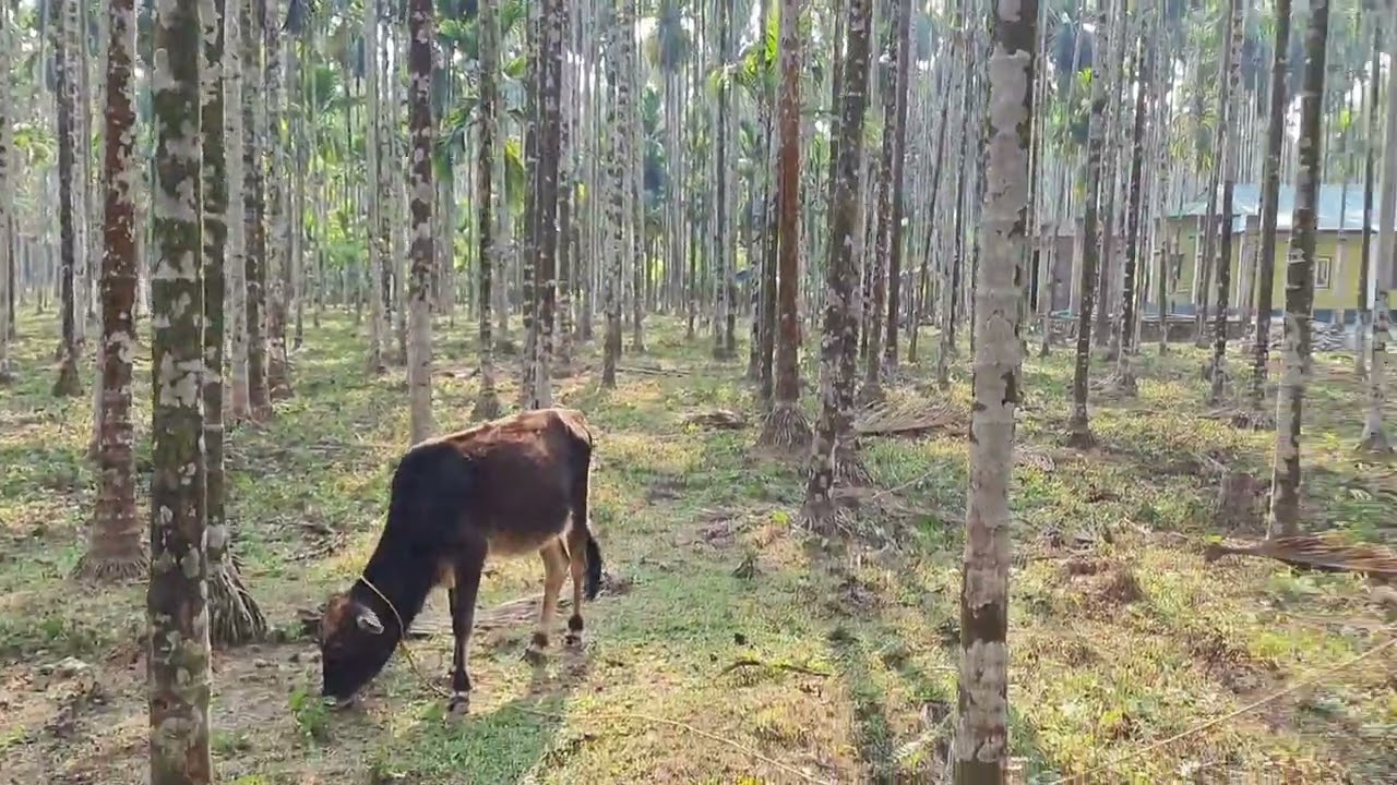 Large scale Arecanut farming II  