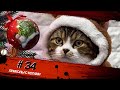 Смешные КОТЫ #34 / Лучшие приколы 2021 / Funny cats.