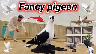 New Fancy pigeon Aagy | pigeons setup || pigeon cage idea || kabutar bazi 2024 || maaz pets