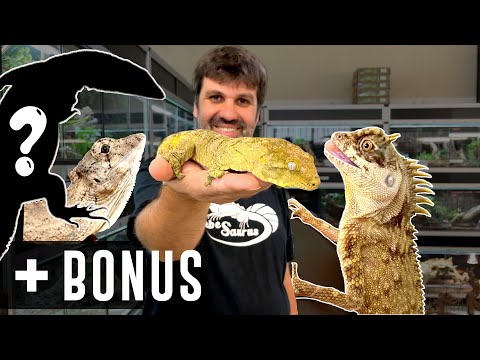 Vidéo: Meilleurs reptiles de compagnie pour débutants