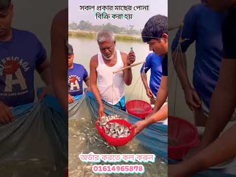 সকল প্রকার মাছের পোনা ও রেনো সুলভ মূল্যে বিক্রি করা হয় অর্ডার করতে কল করুন 01614965878#fish