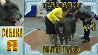 Тибетский мастиф #3 Tibetan Mastiff Выставка Русский север. Собаки. Тибетский мастиф #3 Tibetan Mastiff Выставка Русский север. Собаки.