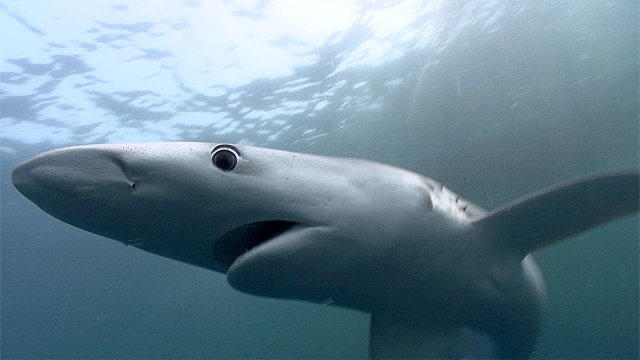 Blue Sharks | SHARK ACADEMY - YouTube