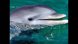 Дельфин целитель