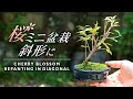 桜を植え替えて斜幹ミニ盆栽に 【Bonsai diary 盆栽日記 9/19】初心者の簡単盆栽の作り方 育て方 やり方 さくら 苔 コケ Cherry blossoms moss EOS R5