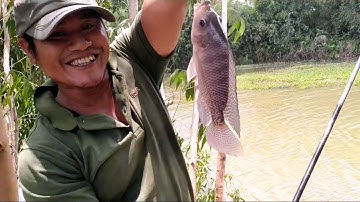 Câu cá rô phi tự nhiên và cách móc tép cá ăn cực nhảy | săn bắt đồng quê