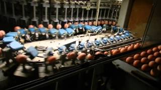 Moba 2000 Egg Grader - Operation