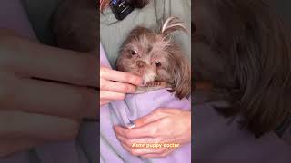 asmr relax asmrvideos relaxing satisfying tingles dog dogs puppy sleep oddlysatisfying