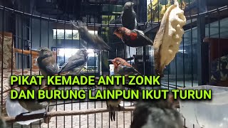 suara pikat kemade jawa cigen terbaru paling ampuh.