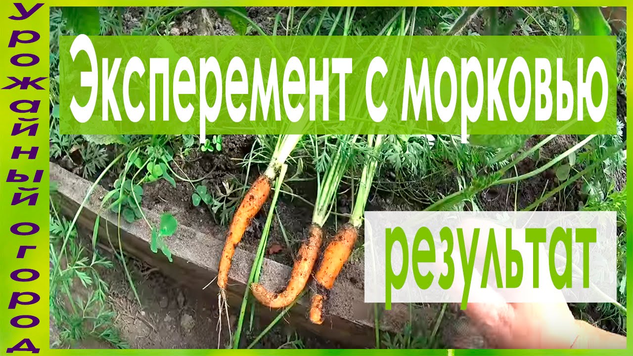 КАКАЯ МОРКОВЬ ВЫРОСЛА ИЗ РАССАДЫ!РЕЗУЛЬТАТ ЭКСПЕРИМЕНТА!