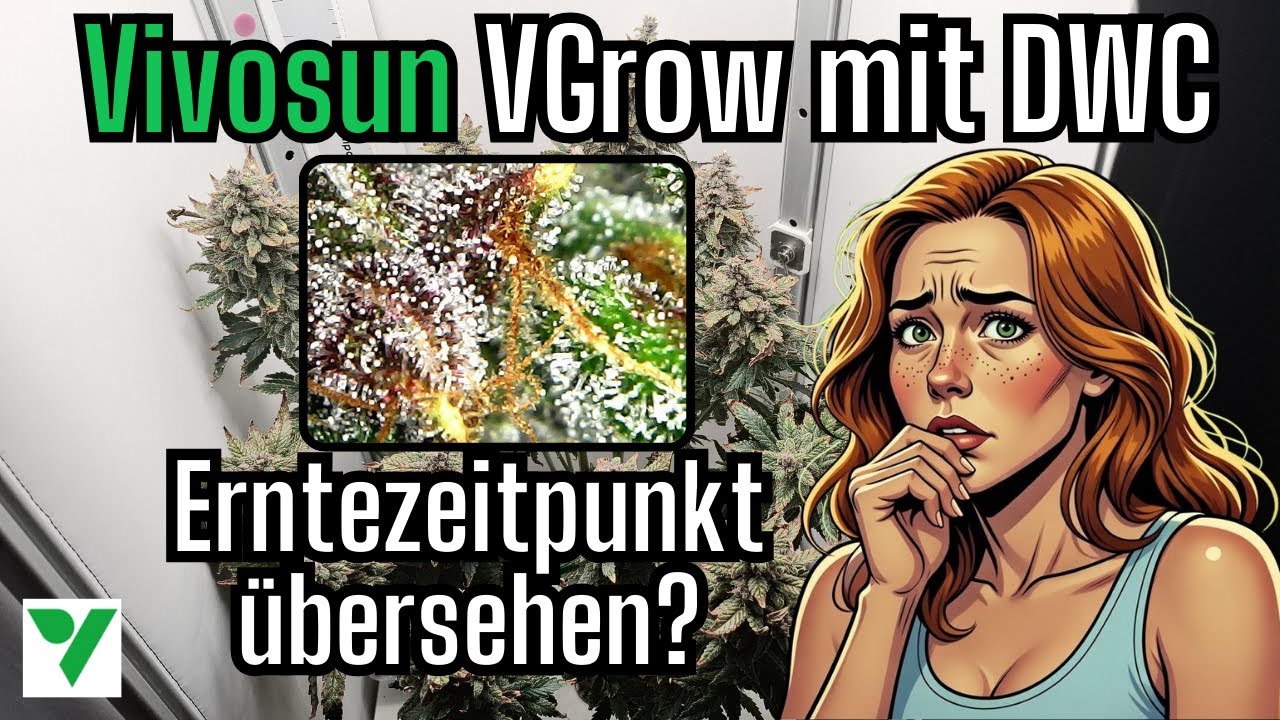 Vivosun VGrow mit DWC - Diablo Rojo XL Automatic - Seed to harvest - Teil 7