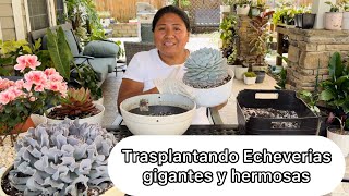 TRASPLANTANDO SUCULENTAS GIGANTES Y HERMOSAS #succulents