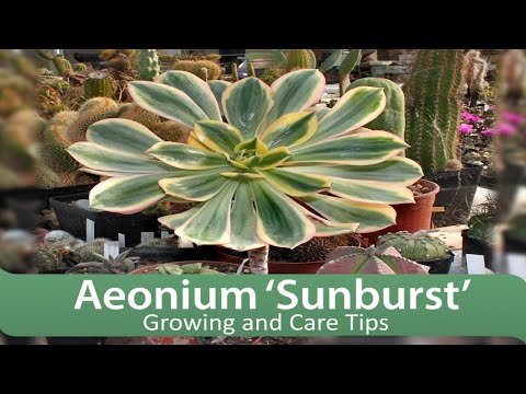 Vidéo: Pinwheel Succulent Info - En savoir plus sur l'entretien des plantes Pinwheel