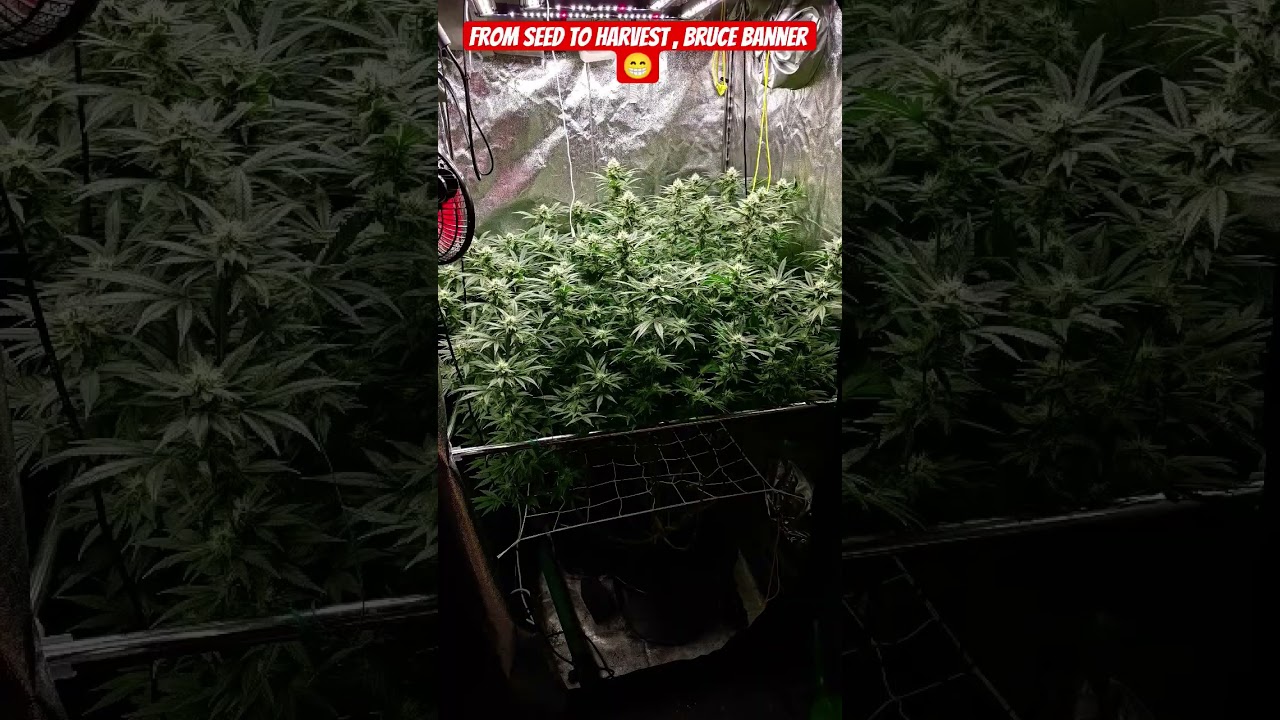Bruce Banner from seed to harvest 🥦😉🎆