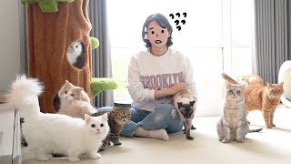 Me and My 11 Cats Are Moving! (ENG SUB)
