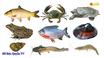 TÊN CÁC LOÀI CÁ VÀ MỘT SỐ CON VẬT SỐNG DƯỚI NƯỚC NGỌT PHỔ BIẾN #đỗđứcquyềntv