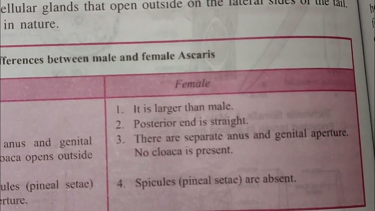 difference-between-male-ascaris-and-female-ascaris-biology-best