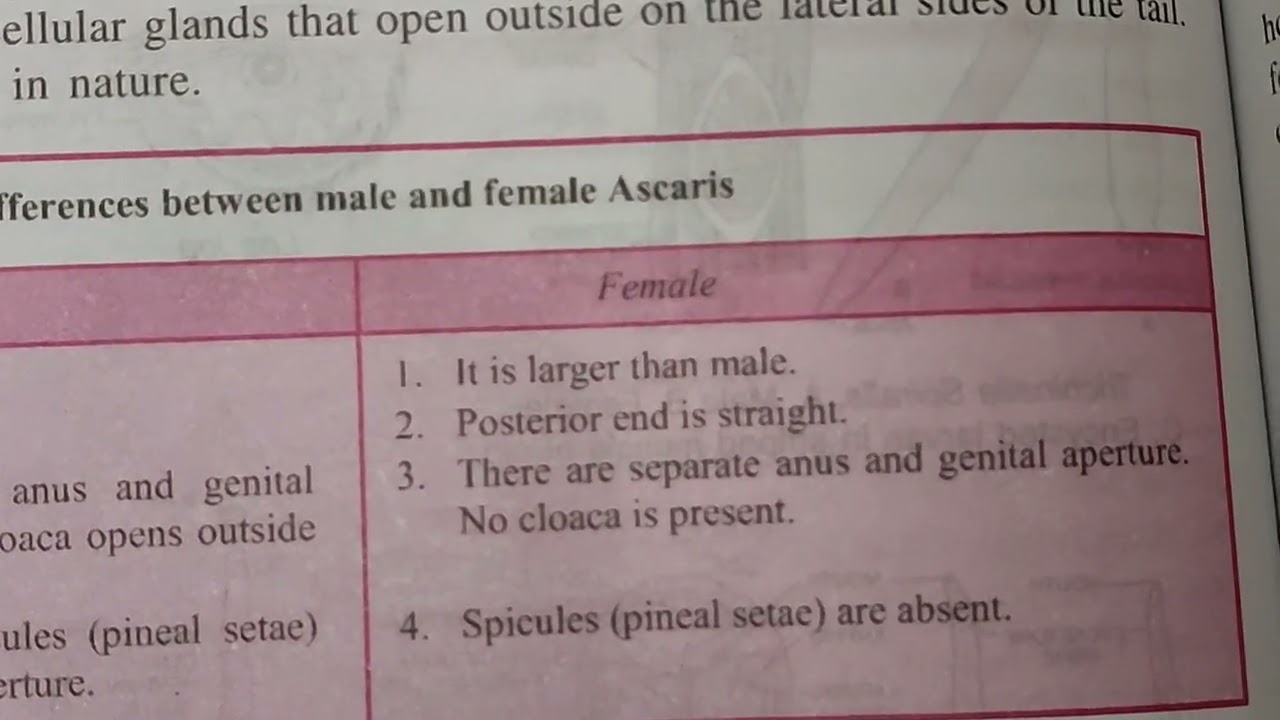 Difference Between Male Ascaris And Female Ascaris Biology Best Difference Between Male Ascaris And Female Ascaris Biology Best