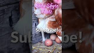Start Eating Eggs! Benefits of Eggs Nutrition Facts #shorts