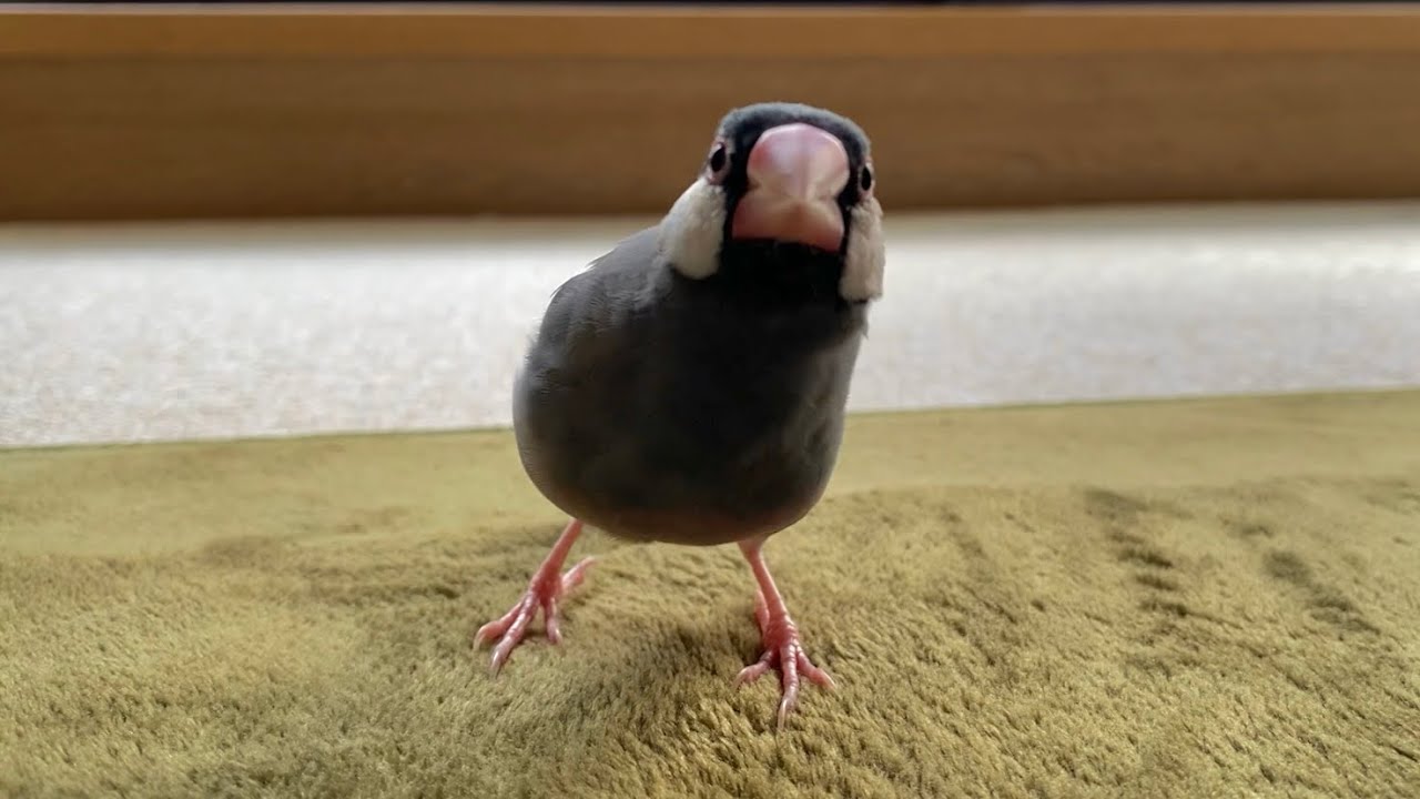 怒り方が文鳥らしくなってきたあんこ