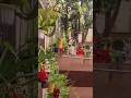 my garden|| heavy Rain||#mygardenview #garden #plants #rainyday #gardenflowers #nature #flowers