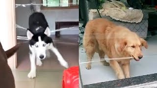 Dog or Cat React Intelligence with Clear Tape - Funny Dogs and Cats Reaction to Clear Tape Dog or Cat React Intelligence with Clear Tape - Funny Dogs and Cats Reaction to Clear Tape