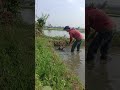 #agriculture #cabaihijau #farming #cabeunggul #farm #automobile #pertanian #mancing #sawah #shorts