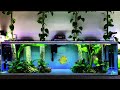 Psk aqua discus tank