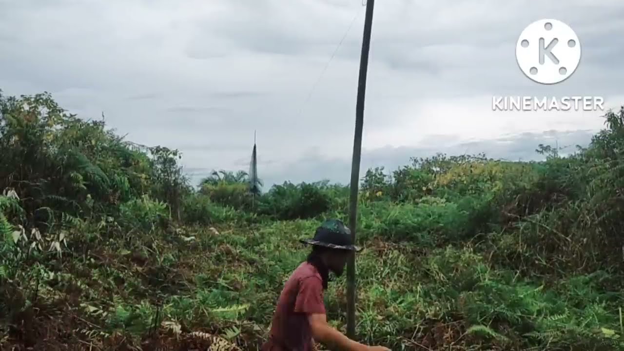 Luar biasa, Burung punai melintas seperti hujan turun.....
