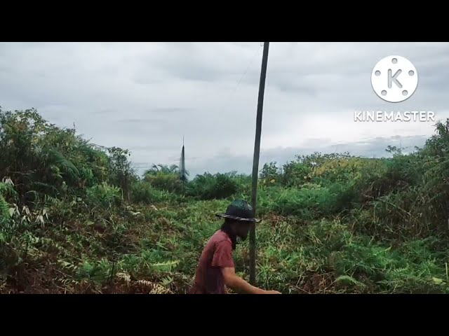 Luar biasa, Burung punai melintas seperti hujan turun..... class=