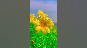 #تلاوة_خاشعة #beautiful #nature #قرآن #duet #اكسبلور #love #foryou