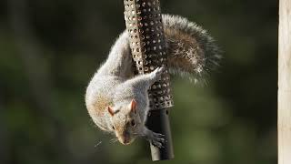 Sony A1 8K Squirrel Footage