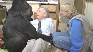 Koko The Gorilla meets Mr. Rogers  KokoFlix