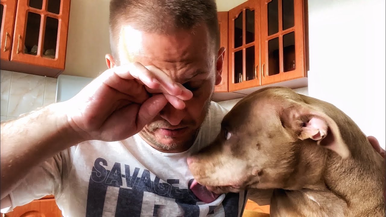 питбуль тайсон джина. питбуль джина и боксер тайсон. немецкий боксер тайсон и питбуль джина. Pitbull gina / питбуль джина. немецкий боксёр против питбуля.