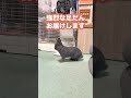うさぎの強烈な足だん3連発【ネザーランドドワーフのコッペ】#shorts #short #うさぎ #うさぎのいる暮らし #ウサギ #rabbit #hare