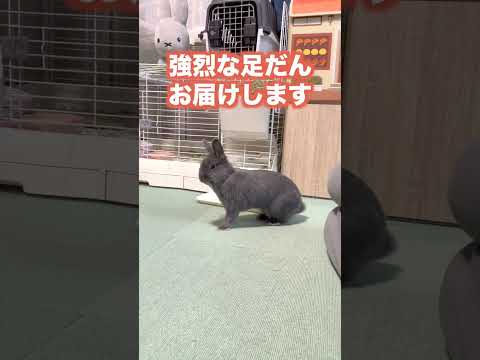 うさぎの強烈な足だん３連発【ネザーランドドワーフのコッペ】#shorts #short #うさぎ #うさぎのいる暮らし #ウサギ #rabbit #hare