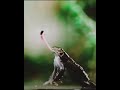 Very funny video strong fly #youtube #gymboy #indian