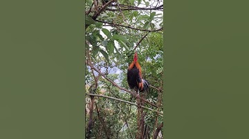 gà rừng giải nhìn gáy cực hay.qaib qus qua zoo