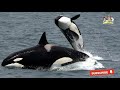 Killer Whale Facts: Ocean's Top Predator 🐋