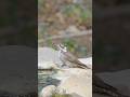 Female Arizona Woodpecker Drinking from a Fountain
