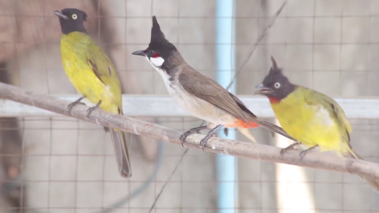 เสียงนกปรอดเหลืองหัวจุก | Black-crested bulbul | Tiếng Chào mào Vàng