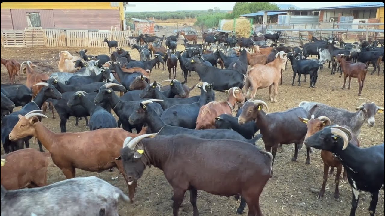 إصلاح الزريبة و تجربتي مع غرس التين الشوكيّ في إسبانيا