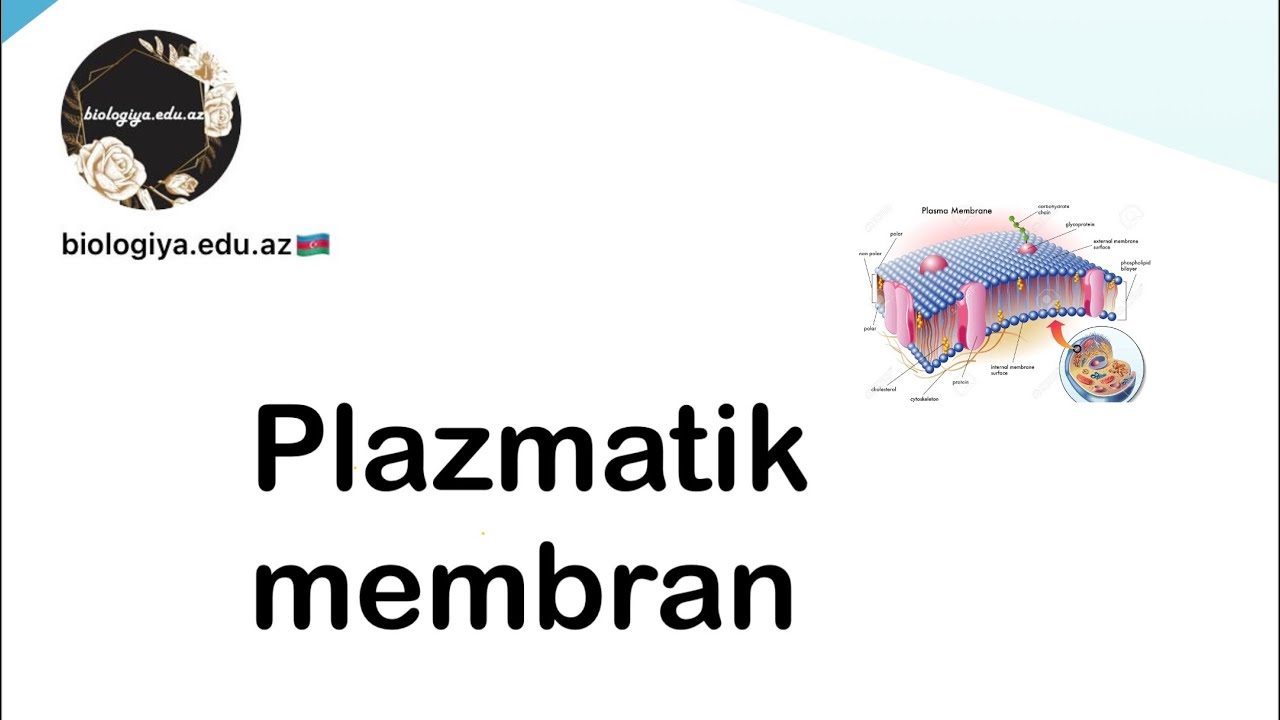 Plazmatik membran #biologiya #biologia #biology #biologiyadersleri #plazmatikmembran