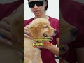💡 Laserterapia Veterinária | Recuperação e Alívio da Dor com Dr. Rafael Godoi 🐾