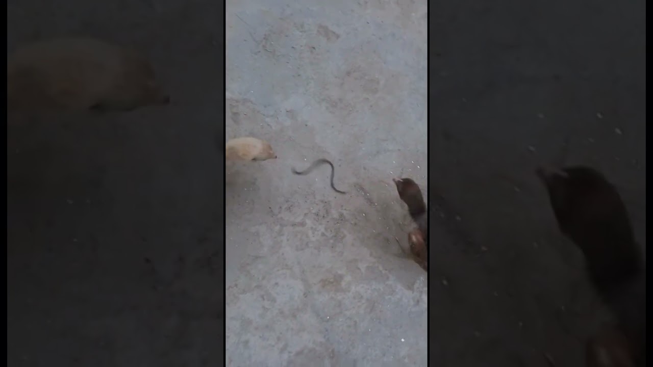 chicks VS snake 🐍, 🐍🐤🐤🐤😱😱